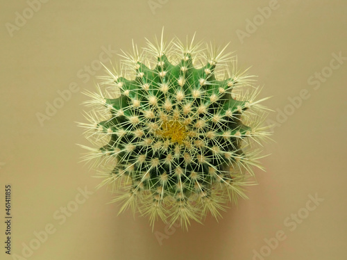 Top view of a green cactus with large sharp spines on a colored pastel background. Houseplant Golden Barrel Cactus  Echinocactus Grusonii Plant. Close-up  copy space.