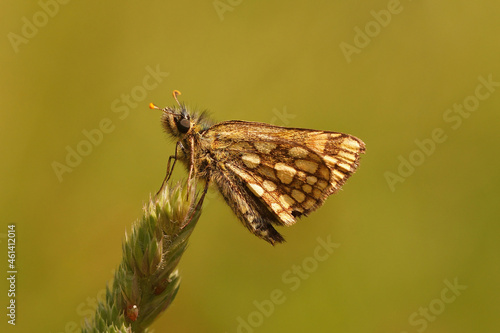 Closeup on the smallchequered skipper butterfly, Carterocephalus palaemon photo