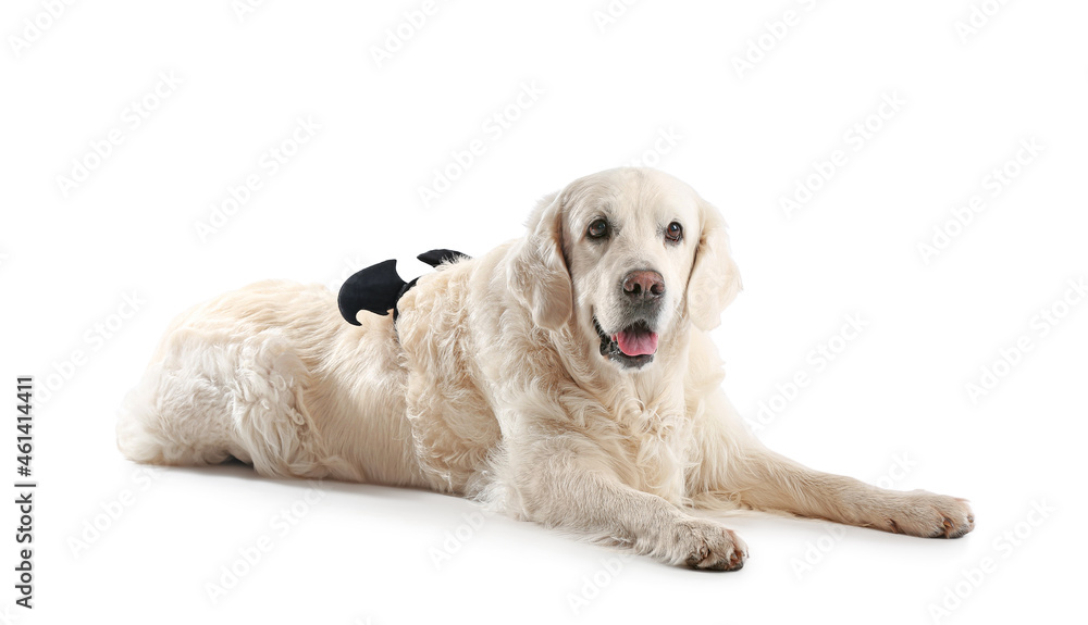 Cute labrador dog with Halloween decor on white background Cute labrador dog with Halloween decor on white background
