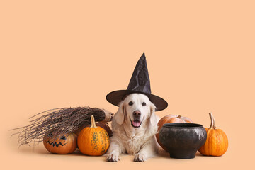 Cute labrador dog with Halloween decor and pumpkins on color background