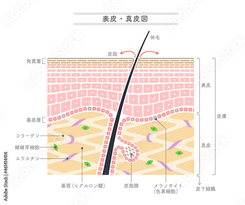 表皮・真皮構造を示すイラスト。日本語表記。