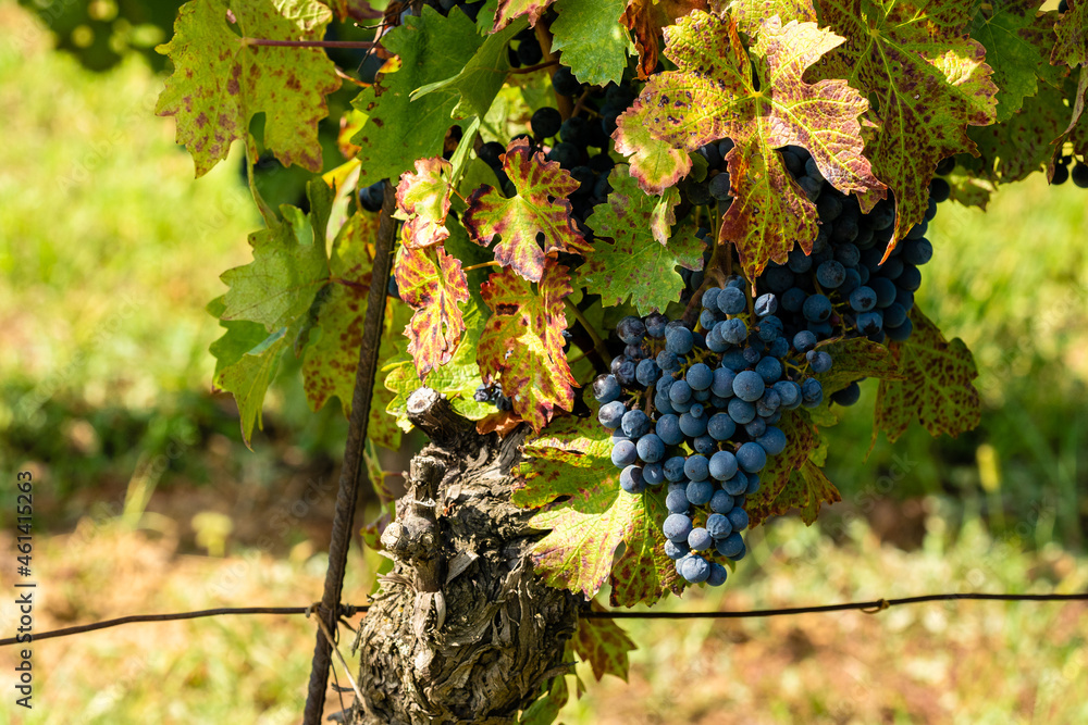 Bunch of grapes on the vine before the harvest, Baranja, Croatia
