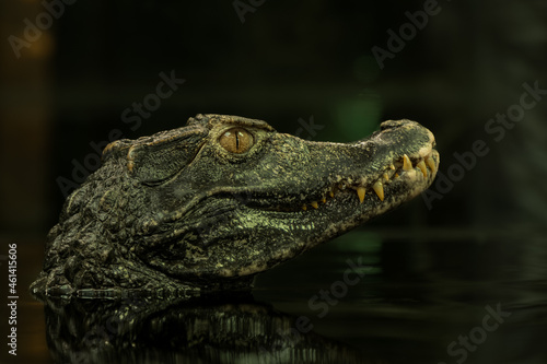 Cuvier s dwarf caiman closeup portrait