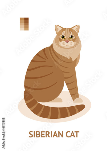 Scottish fold cat - vector illustration in flat style