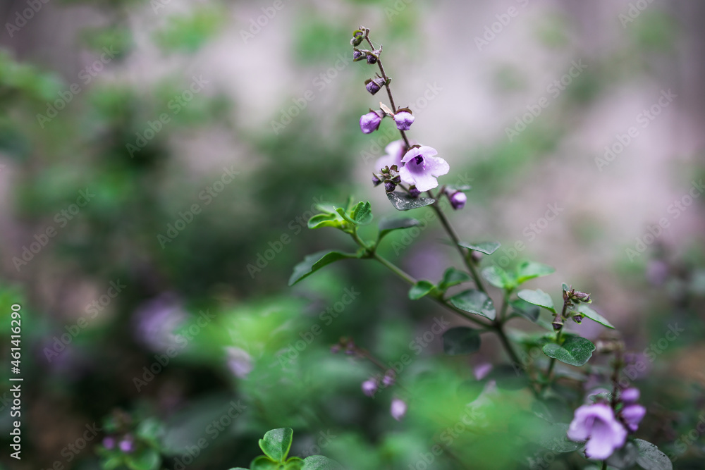Australian native oregano prostanthera rotundifolia round leaf mint bush plant outdoor in beautiful tropical backyard Australian native oregano prostanthera rotundifolia round leaf mint bush plant outdoor in beautiful tropical backyard