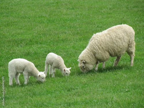 sheep and lambs eating