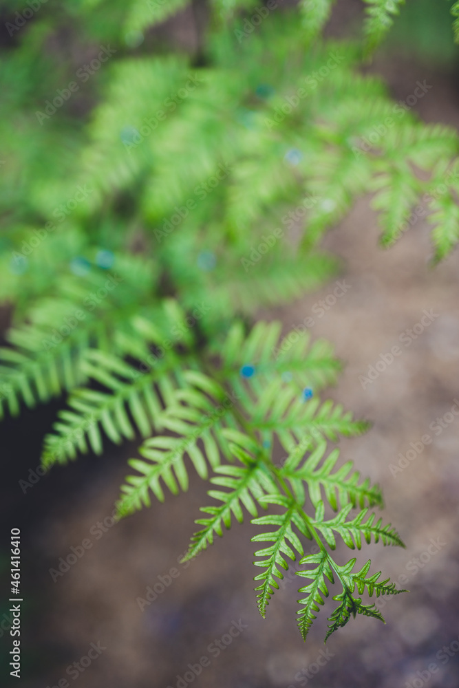 close-up of fern plant outdoor in sunny backyard close-up of fern plant outdoor in sunny backyard
