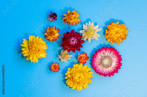 Bute Strohblumen liegen lose verteilt auf blauem Hintergrund photo