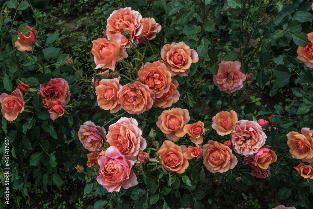 Beautiful bush of wild roses Beautiful bush of wild roses