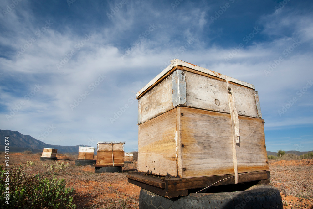 Beehives being used for pollination of vegetables and fruit crops in the Nuy VAlley in the Breede River area of the Western Cape, South Africa. Beehives being used for pollination of vegetables and fruit crops in the Nuy VAlley in the Breede River area of the Western Cape, South Africa.