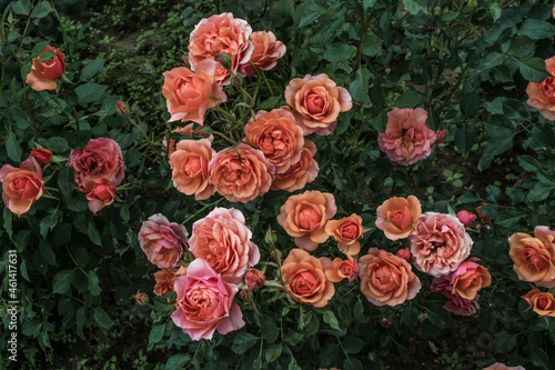 Beautiful bush of wild roses