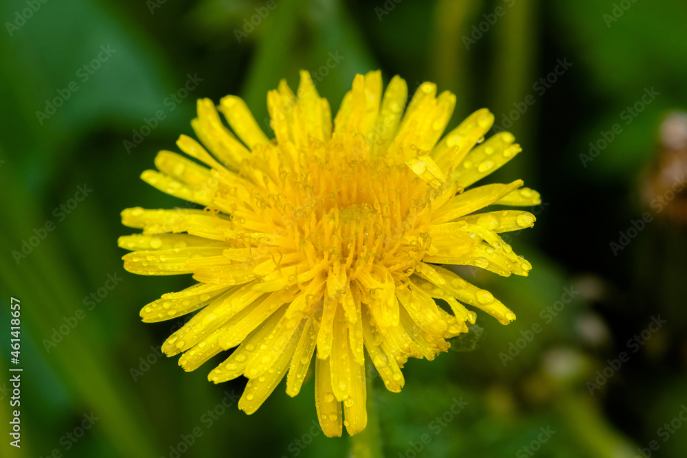 Dandelions