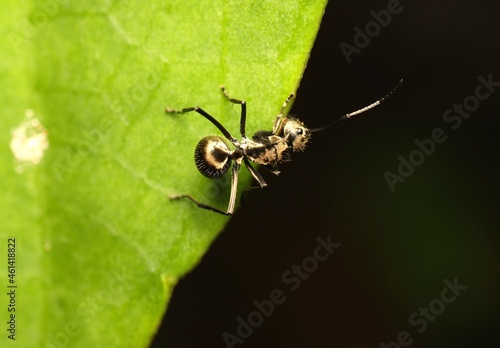 Ant (Polyrhachis Abdominalis) on The Leaves © TAK