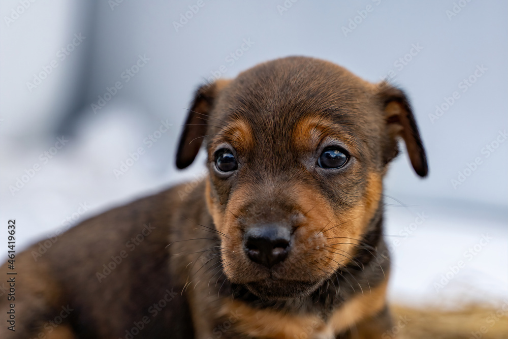 Brown Jack Russell head the puppy is one month old. Looks curiously into the camera. Animal themes, Selective focus, Blur Brown Jack Russell head the puppy is one month old. Looks curiously into the camera. Animal themes, Selective focus, Blur