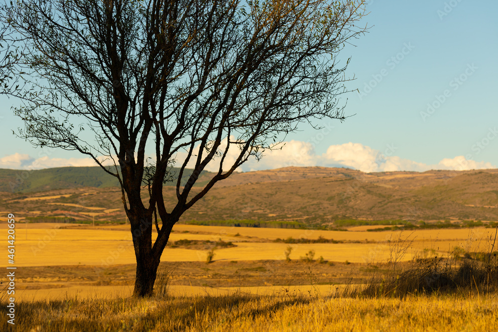 Sunset tree silhouette and golden grass with mountains in the background