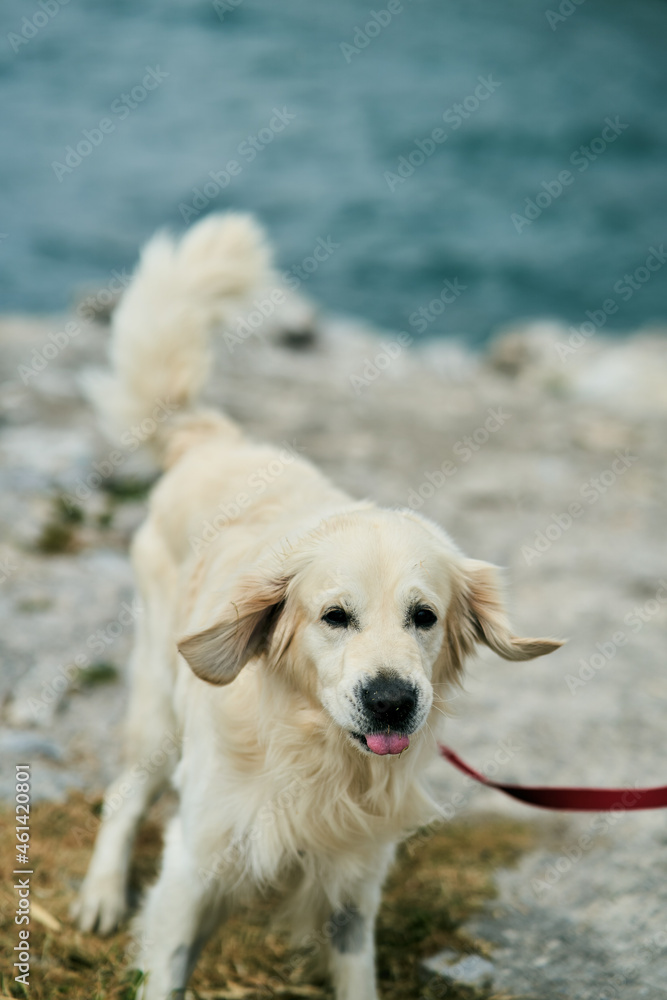 Portrait of a handsome golden labrador retriever. High quality photo Portrait of a handsome golden labrador retriever. High quality photo