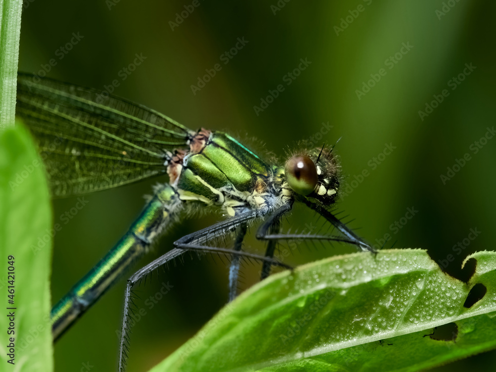 Portrait of a female banded demoiselle (Calopteryx splendens), Germany
Portrait of a female banded demoiselle (Calopteryx splendens), Germany