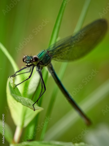 Close-up of a female banded demoiselle (Calopteryx splendens), Germany  © SWF 1