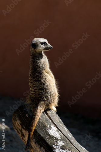 Meerkat standing on a piece of wood