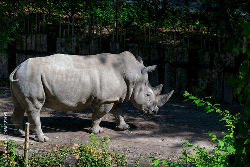 White Rhinoceros in a public zoo