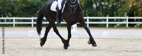 Dressage horse, Friesian horse, in traverses during a dressage test, close-up of horse's body and legs..