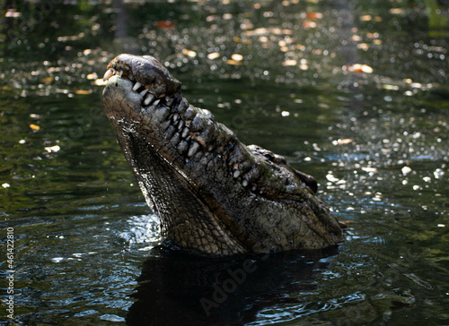 Photographie satisfied crocodile