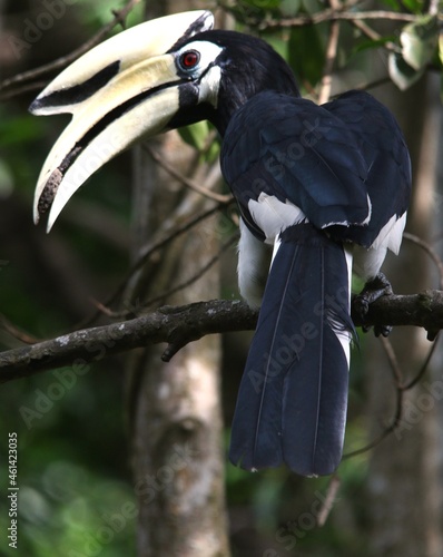 Back View of Hornbill with Rainforest