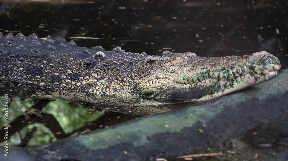 One of the crocodiles is lying on the ground One of the crocodiles is lying on the ground