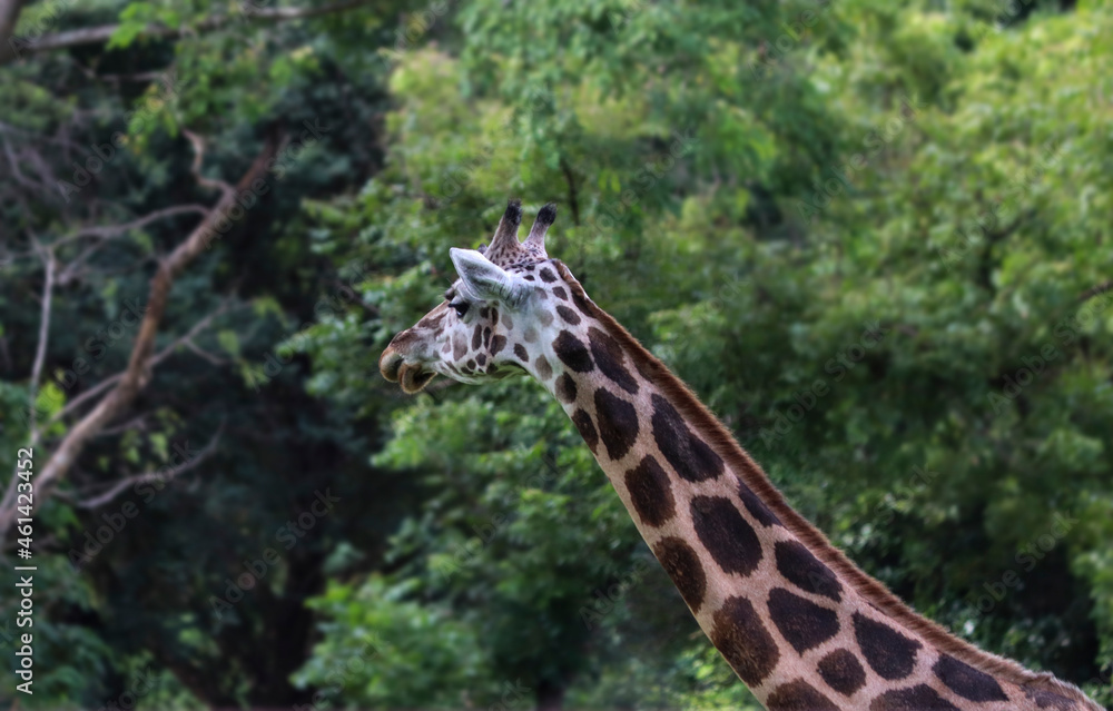 Fototapeta premium Against the backdrop of the giraffe lush natural environment