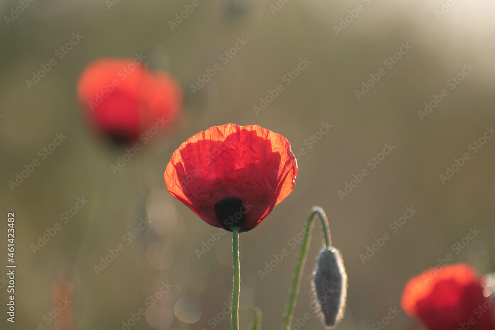 Obraz premium red poppy flower