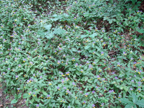 Amazing natural picture of a forest glade covered with periwinkle like a rainbow carpet.