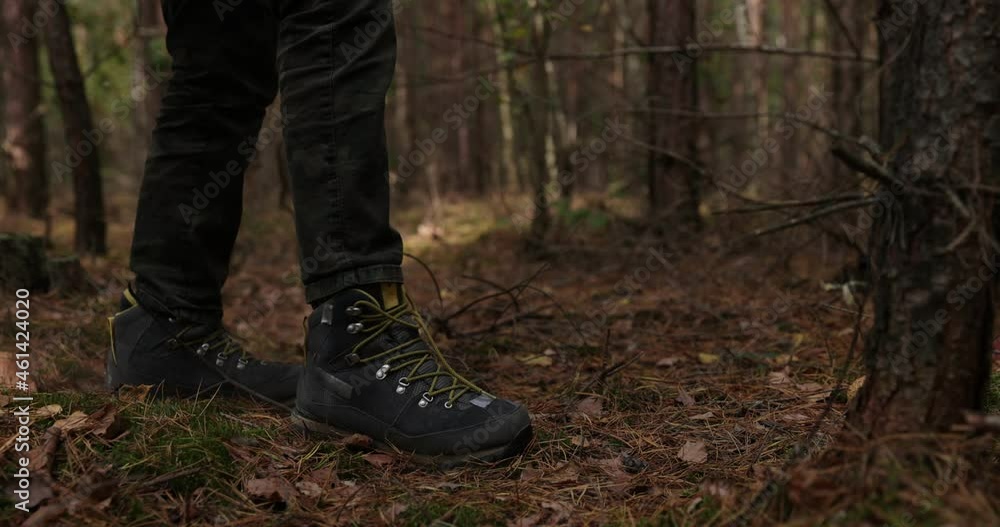 Fungi reproduction. Old mushrooms-puffball scatter spores under traveler's foot, Mushrooms puffballs crushed Fungi reproduction. Old mushrooms-puffball scatter spores under traveler's foot, Mushrooms puffballs crushed