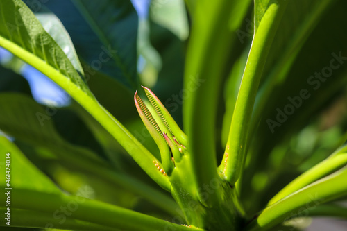 close up of leaves