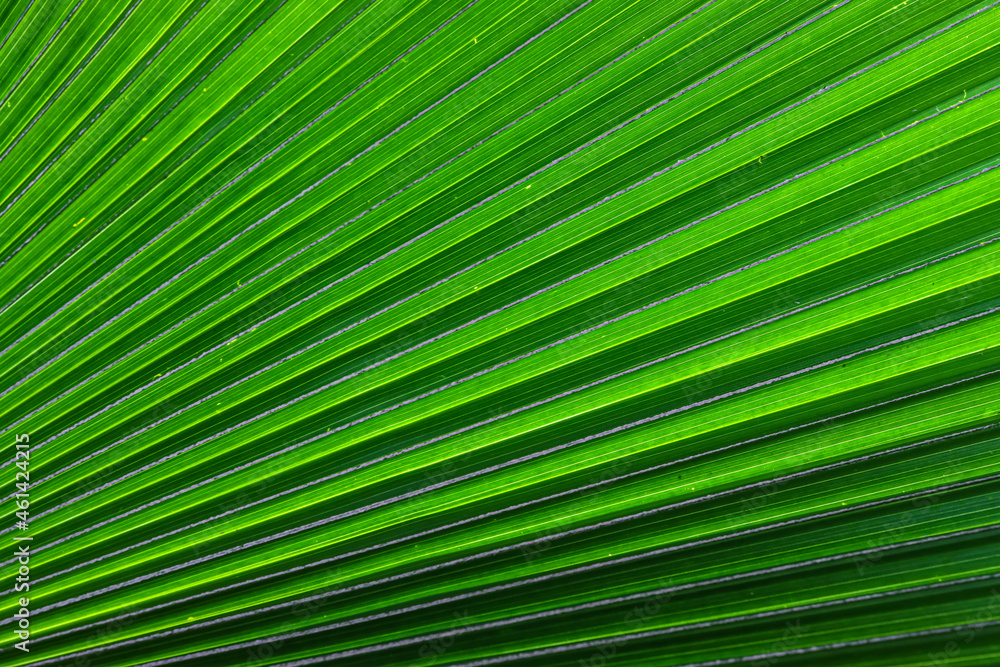 palm leaf texture palm leaf texture