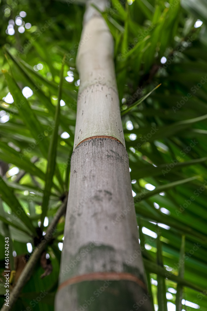 Fototapeta premium bamboo tree trunk