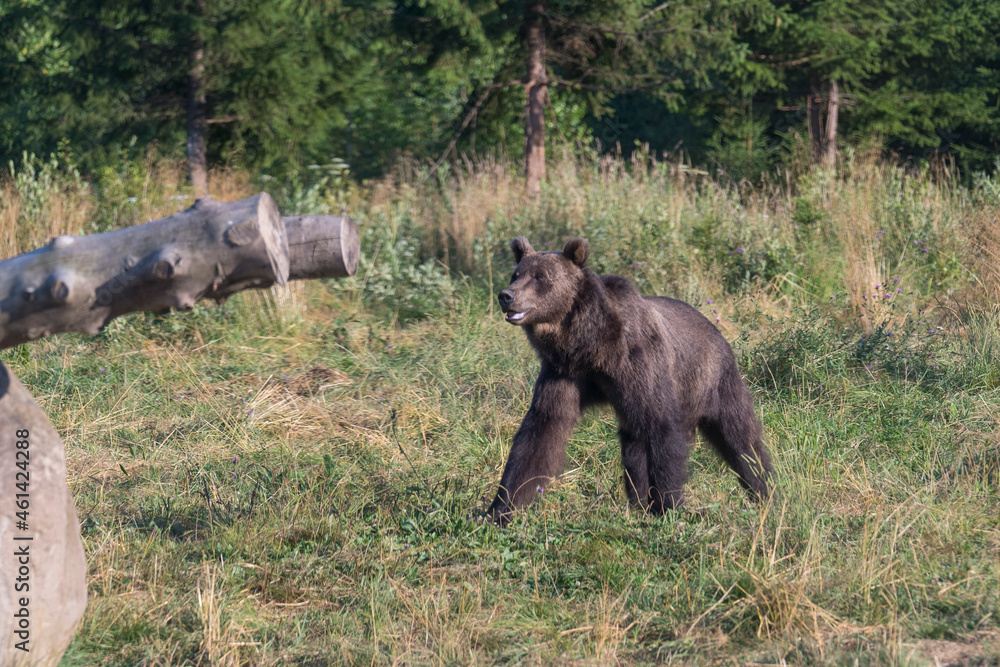 Wild brown bear in the nature, European bear population Wild brown bear in the nature, European bear population