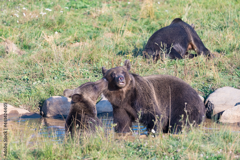 Wild brown bear in the nature, European bear population Wild brown bear in the nature, European bear population