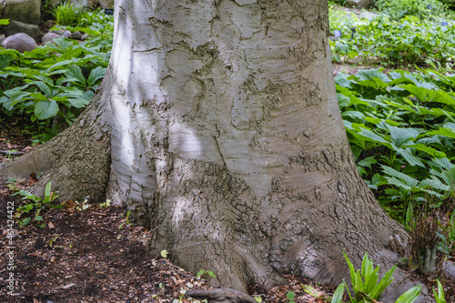 Close up on a trunk of Fagus sylvatica, European beech tree photo