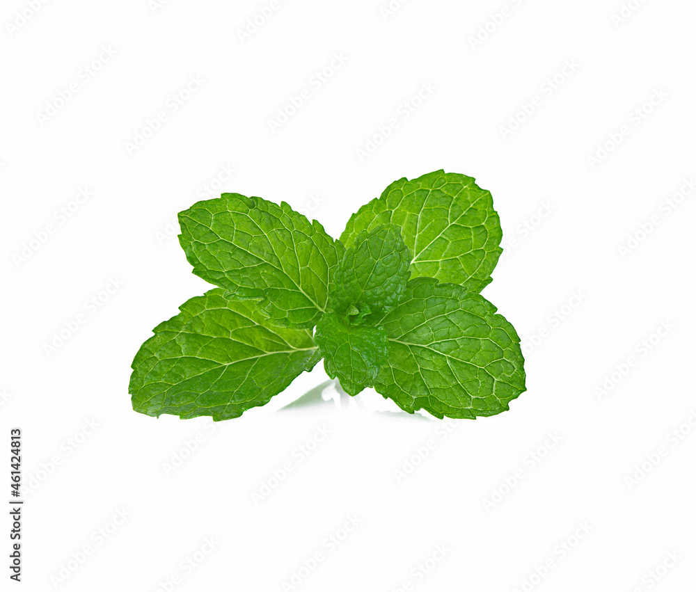 fresh organic mint on a white,isolated fresh organic mint on a white,isolated