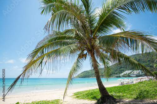 palm tree on the beach