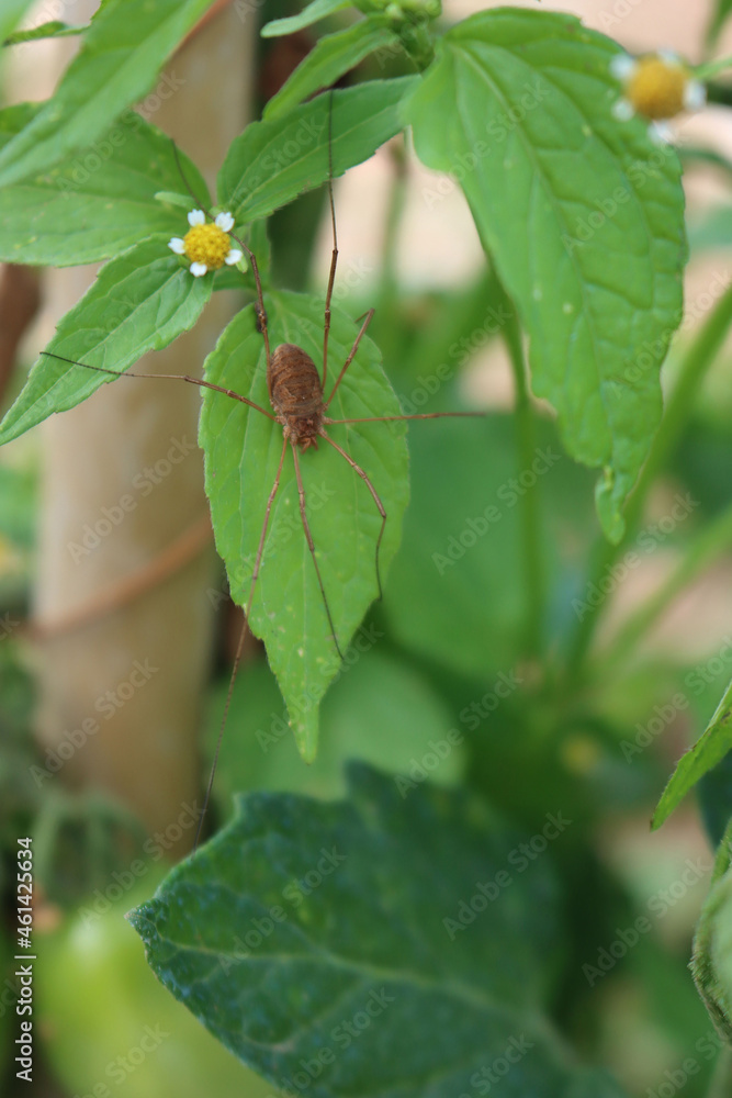House Spider, brown spider on a green leaf. Tegenaria domestica House Spider, brown spider on a green leaf. Tegenaria domestica