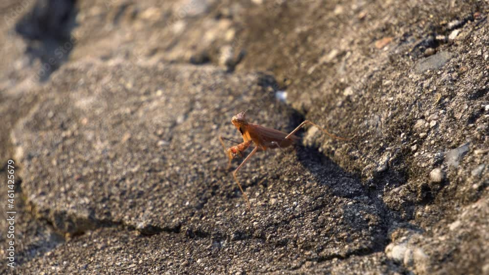 Brown Praying Mantis or Mantid (Mantidae family) Slowly Turn on Sides His Head while Staying Motionless Looking for Prey Standing on a Big Stone at Sunset in South Korea Brown Praying Mantis or Mantid (Mantidae family) Slowly Turn on Sides His Head while Staying Motionless Looking for Prey Standing on a Big Stone at Sunset in South Korea