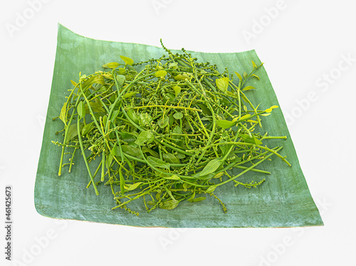 fresh androgynus sauropus on banana leaf,isolated photo