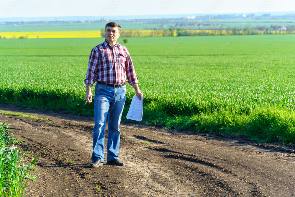 Fototapeta premium a man as a farmer poses in a field, dressed in a plaid shirt and jeans, checks reports and inspects young sprouts crops of wheat, barley or rye, or other cereals, a concept of agriculture and agronomy
