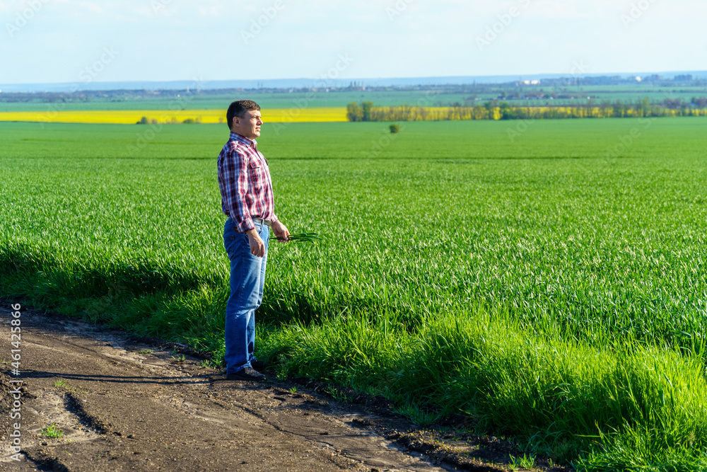 a man as a farmer walking along the field, dressed in a plaid shirt and jeans, checks and inspects young sprouts crops of wheat, barley or rye, or other cereals, a concept of agriculture and agronomy a man as a farmer walking along the field, dressed in a plaid shirt and jeans, checks and inspects young sprouts crops of wheat, barley or rye, or other cereals, a concept of agriculture and agronomy