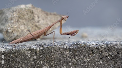 Brown Mantid from the Mantidae family of Mantises stay motionless looking at camera lens and then slowly crawls out of frame, soft focus close-up side view photo