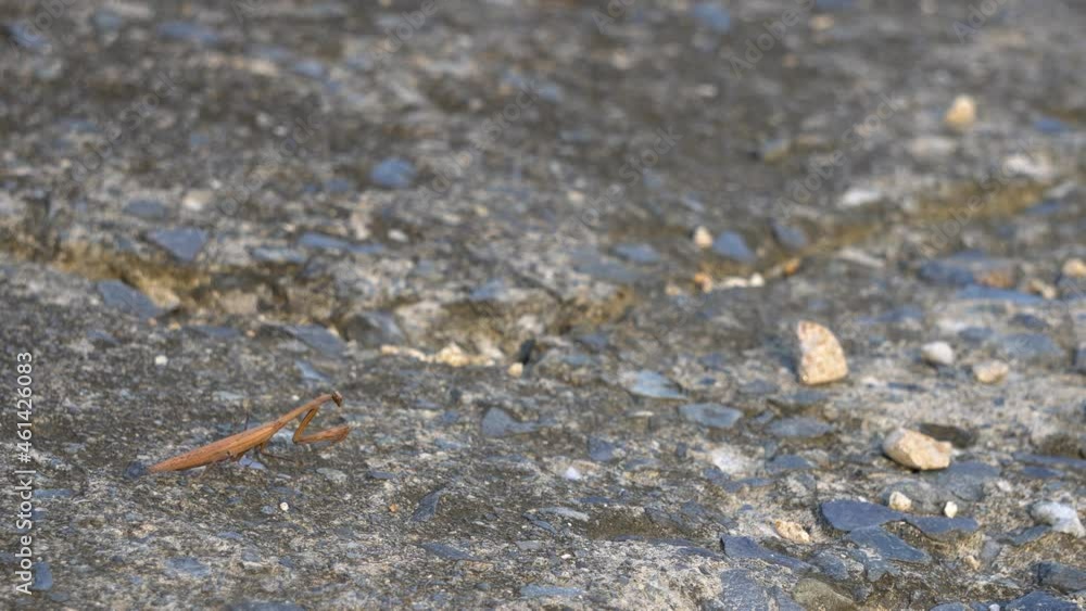 Brown Praying Mantid from the Mantidae family of Mantis Extend his Grasp Sharp Forelegs and Crawls on Big Cracked Rock at Sunset time - wide shot copy space template Brown Praying Mantid from the Mantidae family of Mantis Extend his Grasp Sharp Forelegs and Crawls on Big Cracked Rock at Sunset time - wide shot copy space template