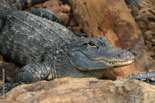 Closeup of a American alligator (Alligator mississippiensis) showing his teeth 