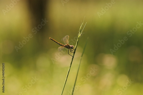 una libellula su un filo d'erba