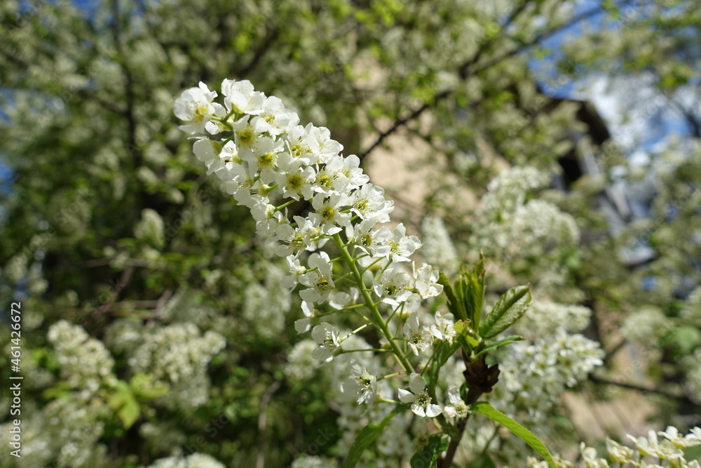 Closeup of panicle of white flowers of bird cherry tree in April Closeup of panicle of white flowers of bird cherry tree in April